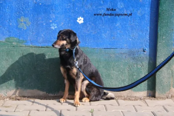 Pies do adopcji, Nowy Dwór Mazowiecki, 16 kwietnia 2025 (4/4)