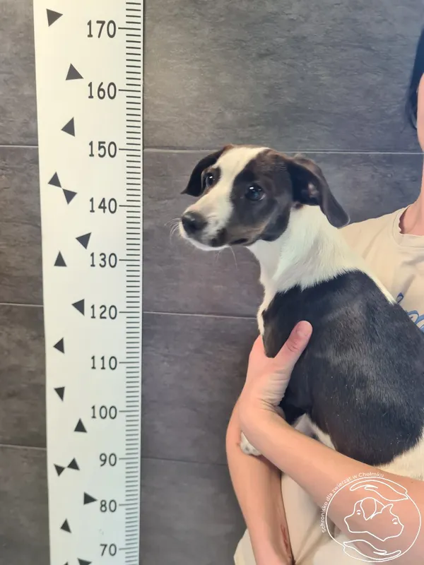 Znaleziono psa, Chełmek, 14 kwietnia 2025