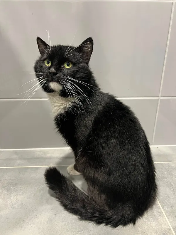 Kot do adopcji, Tychy, 17 marca 2025