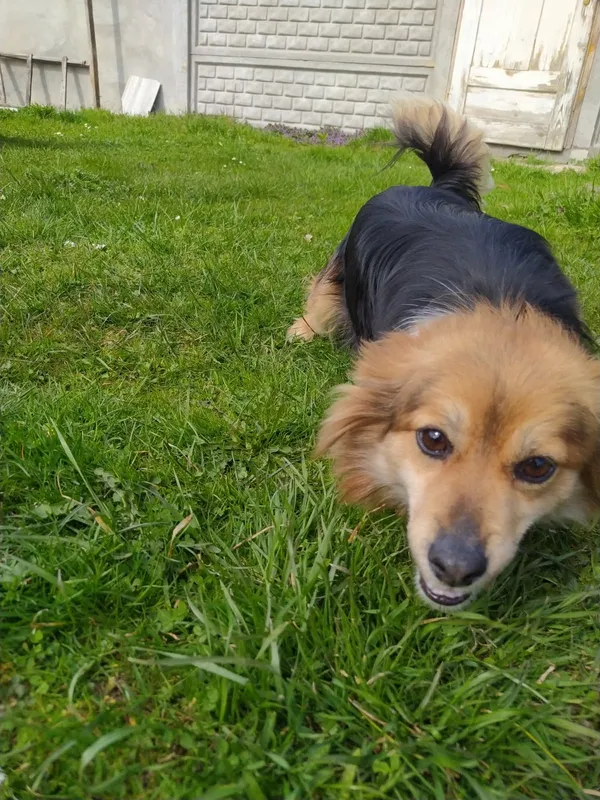 Zaginął pies, Parzęczew, 17 kwietnia 2025 (2/2)