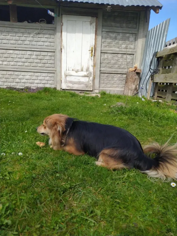 Zaginął pies, Kielce, Nowy Folwark, 17 kwietnia 2025 (1/3)