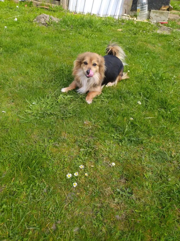 Zaginął pies, Kielce, Nowy Folwark, 17 kwietnia 2025 (2/3)