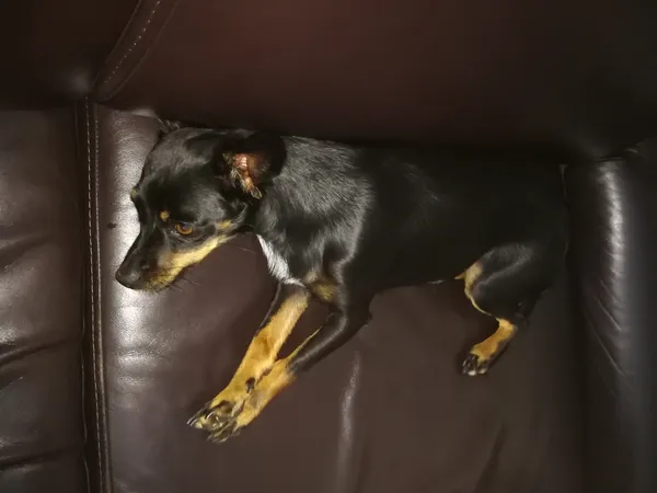 Zaginął pies, Podolany, 17 kwietnia 2025 (2/2)