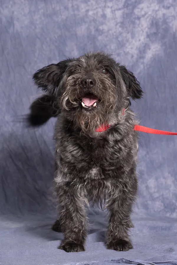 Pies do adopcji, Gdańsk, 8 marca 2025