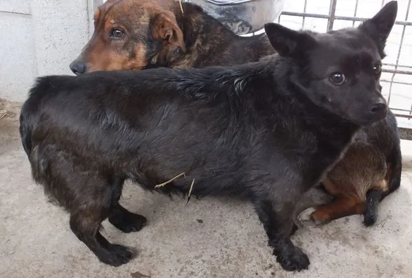 Znaleziono psa, Nowa Krępa, 8 kwietnia 2025