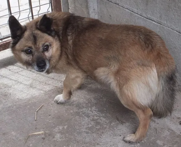 Znaleziono psa, Nowa Krępa, 5 kwietnia 2025