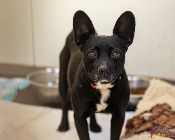 Znaleziono psa, Racławice, 11 kwietnia 2025 (3/5)