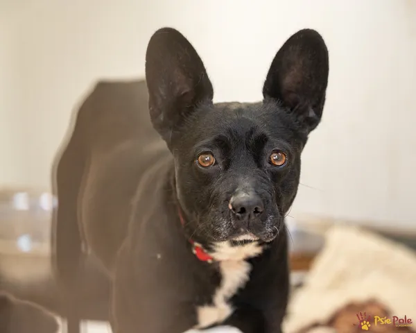 Znaleziono psa, Racławice, 11 kwietnia 2025 (4/5)