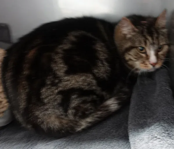 Znaleziono kota, Gdańsk, 17 kwietnia 2025