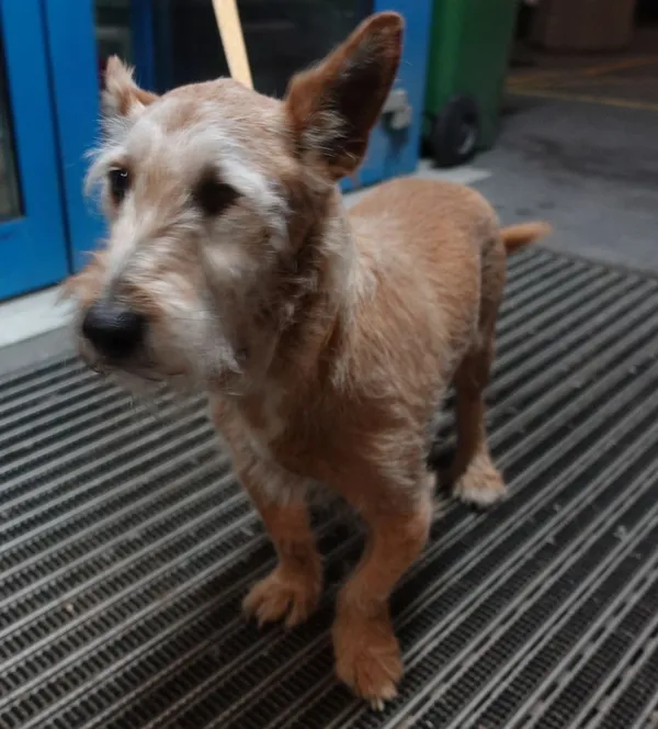 Znaleziono psa, Gdańsk, 17 kwietnia 2025