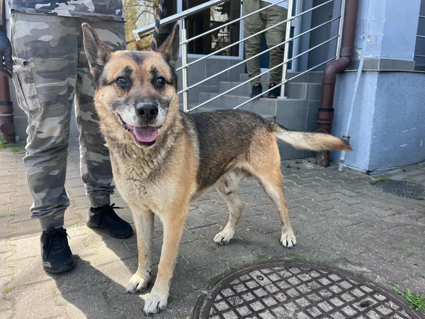 Pies do adopcji, Włocławek, 17 kwietnia 2025 (2/2)