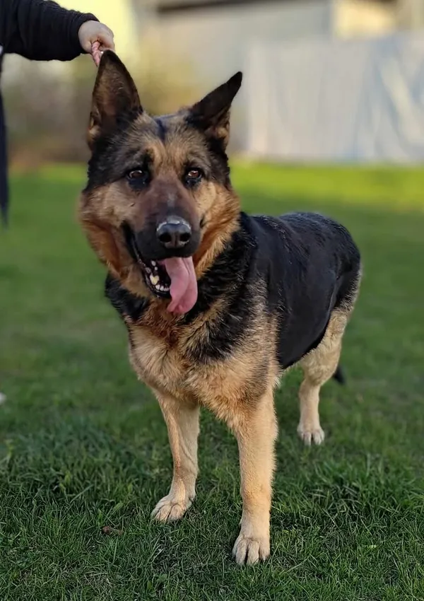 Znaleziono psa, Lublin, 17 kwietnia 2025