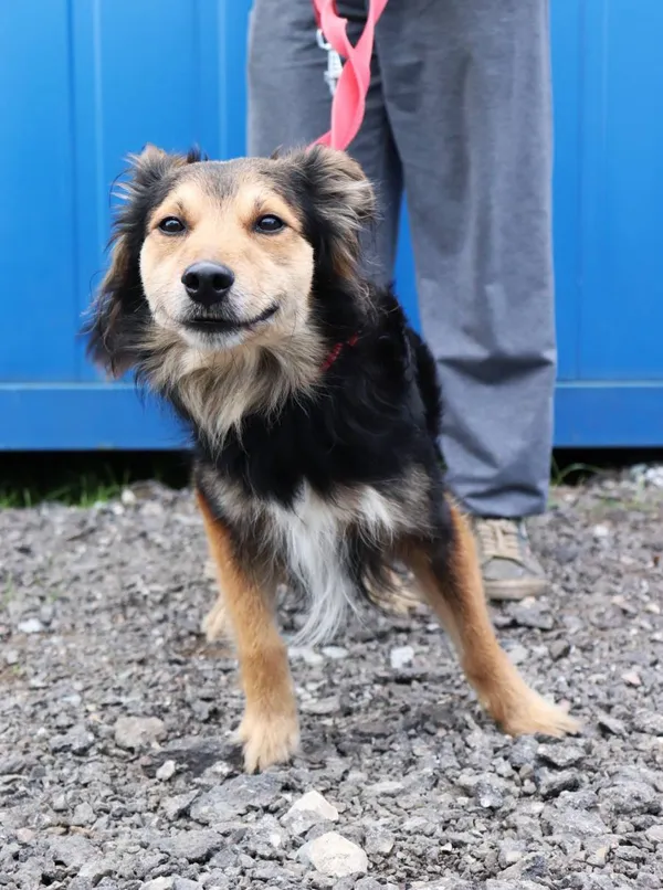 Znaleziono psa, Łódź, 16 kwietnia 2025 (2/5)