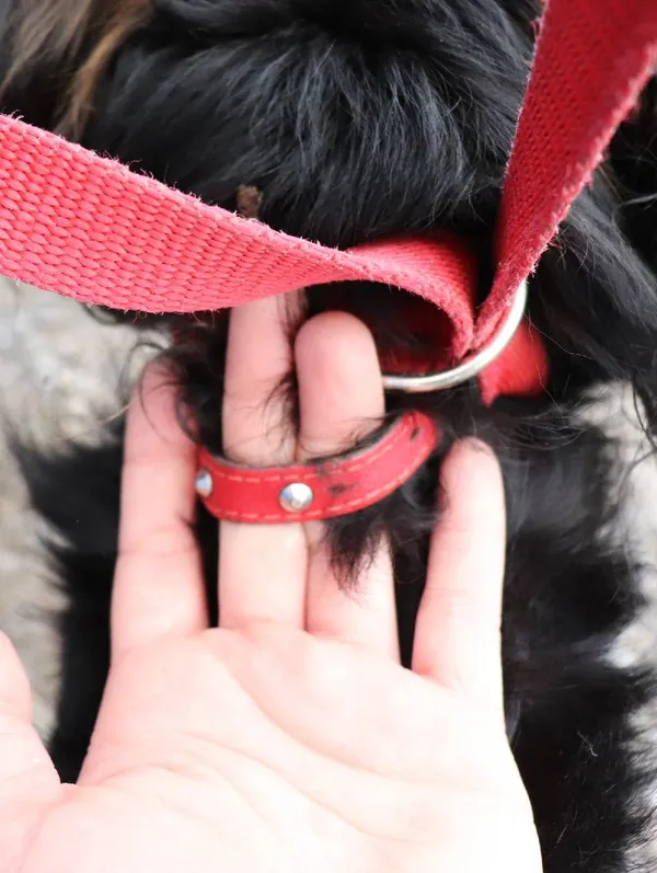 Znaleziono psa, Łódź, 16 kwietnia 2025 (3/5)