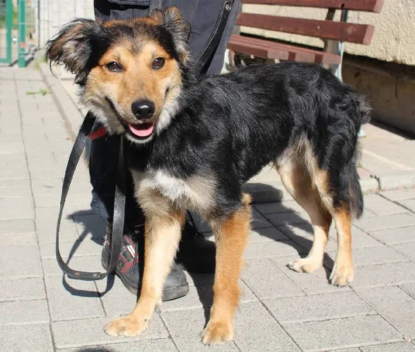 Znaleziono psa, Łódź, 16 kwietnia 2025 (4/5)