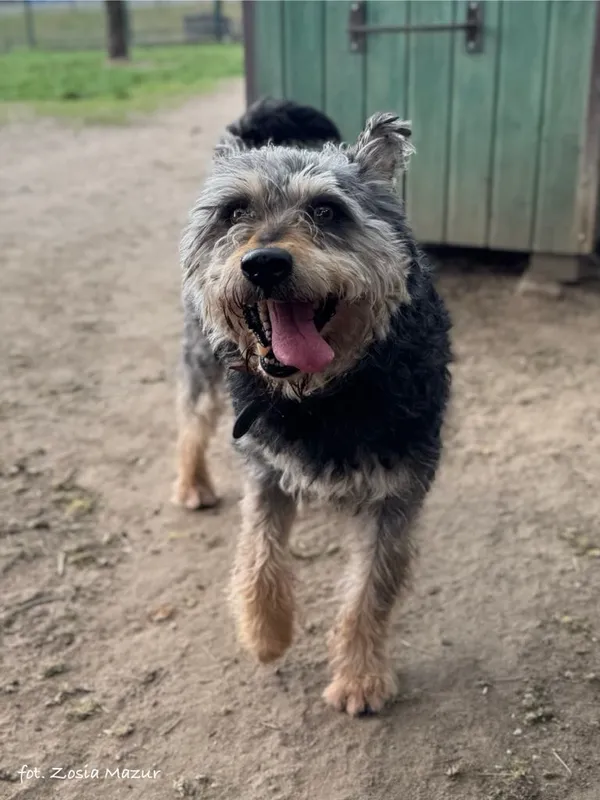 Pies do adopcji, Bydgoszcz, 6 lipca 2025 (4/5)