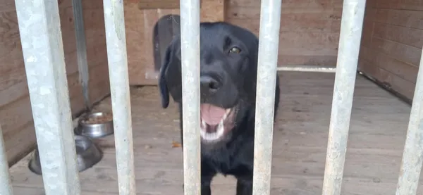 Pies do adopcji, Orzechowce, 17 kwietnia 2025 (1/5)