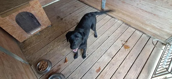 Pies do adopcji, Orzechowce, 17 kwietnia 2025 (2/5)