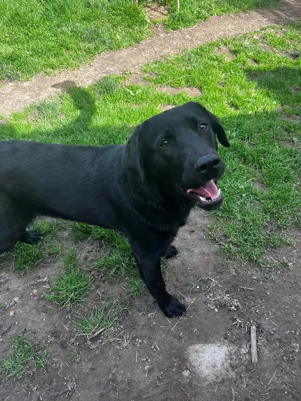 Pies do adopcji, Orzechowce, 17 kwietnia 2025 (4/5)