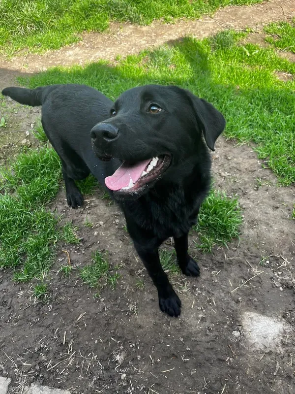 Pies do adopcji, Orzechowce, 17 kwietnia 2025 (5/5)