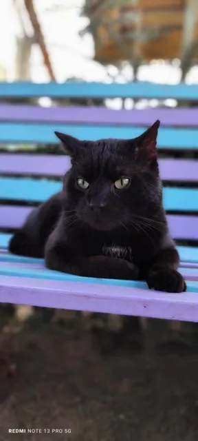 Kot do adopcji, Piła, 1 marca 2025 (2/3)