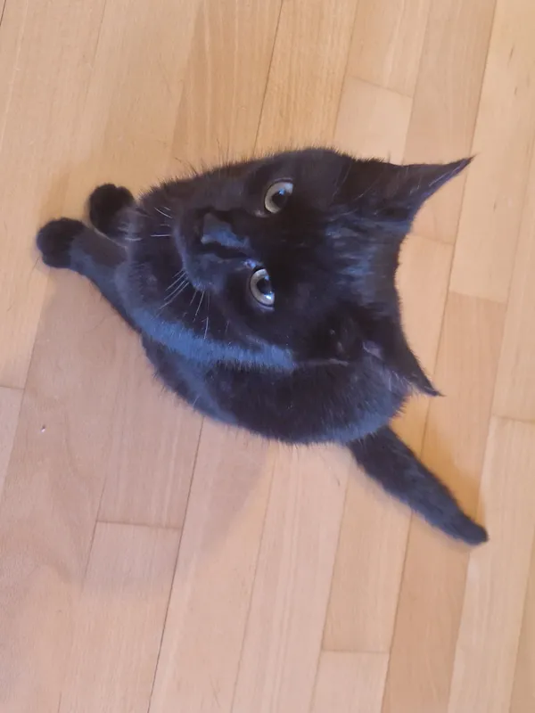 Znaleziono kota, Plichtów, 18 kwietnia 2025