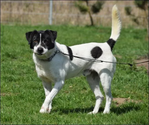 Znaleziono psa, Grudziądz, 16 stycznia 2025