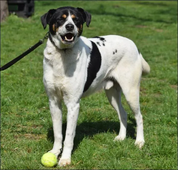 Znaleziono psa, Grudziądz, 24 stycznia 2025