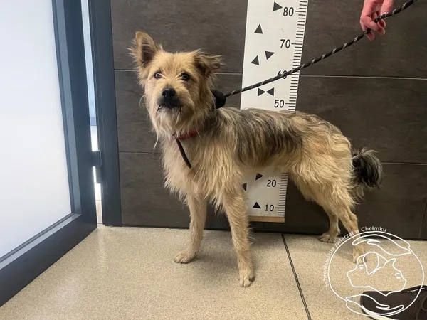 Znaleziono psa, Chełmek, 17 kwietnia 2025