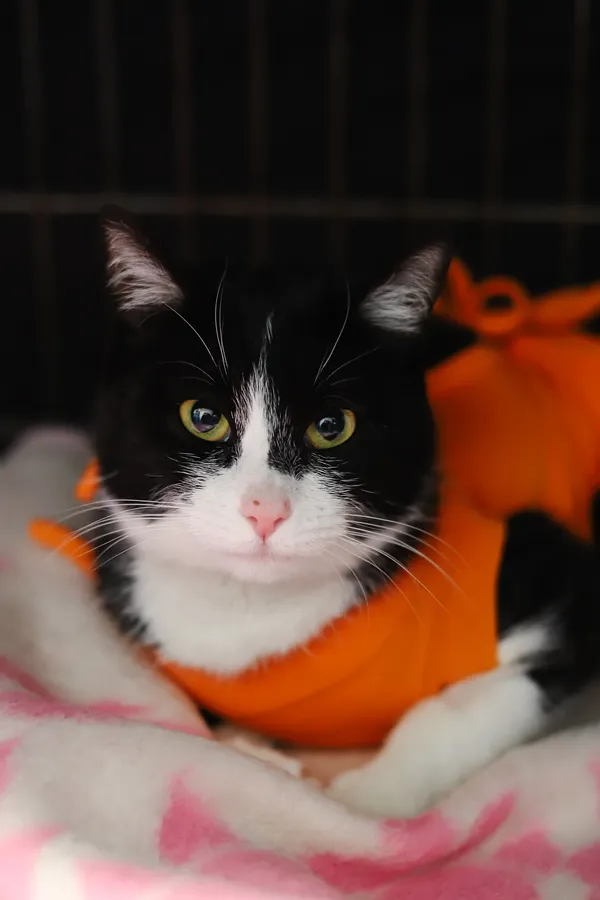 Znaleziono kota, Sosnowiec, 17 kwietnia 2025 (5/5)