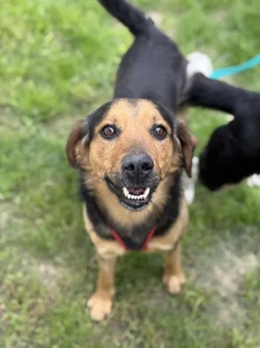 Pies do adopcji, Kraków, 3 kwietnia 2025 (1/3)