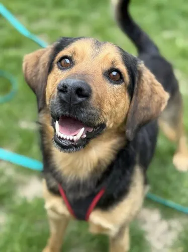 Pies do adopcji, Kraków, 3 kwietnia 2025 (2/3)