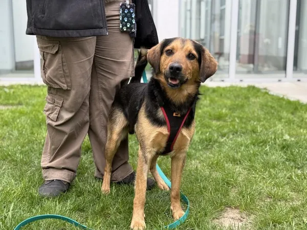 Pies do adopcji, Kraków, 3 kwietnia 2025 (3/3)