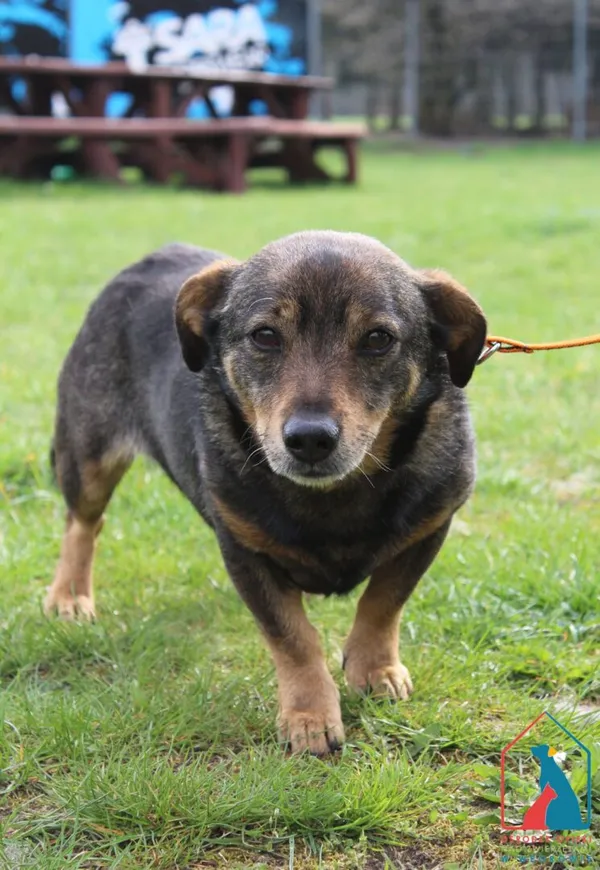 Pies do adopcji, Grudziądz, 15 kwietnia 2025