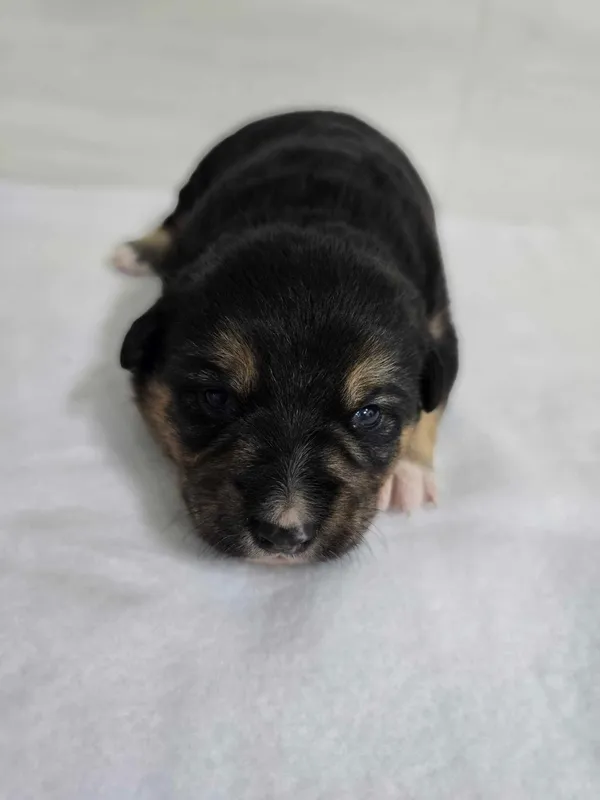 Znaleziono psa, Czartki, 18 kwietnia 2025