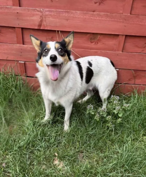 Znaleziono psa, Czartki, 18 kwietnia 2025