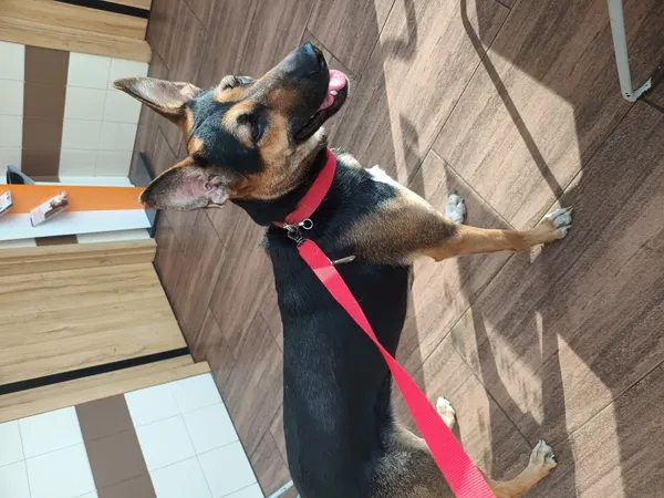 Znaleziono psa, Łódź, 18 kwietnia 2025