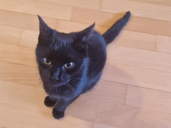 Znaleziono kota, Łódź, 18 kwietnia 2025