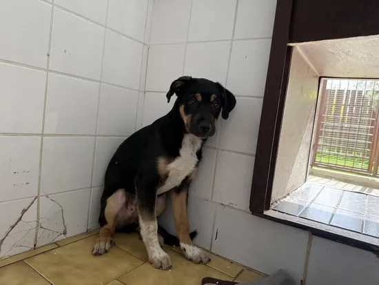 Pies do adopcji, Kraków, 4 kwietnia 2025