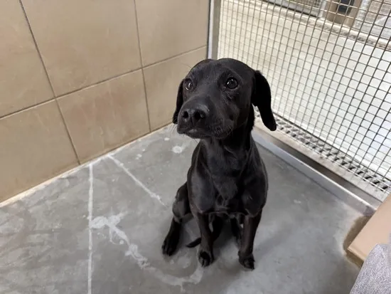 Pies do adopcji, Kraków, 5 kwietnia 2025