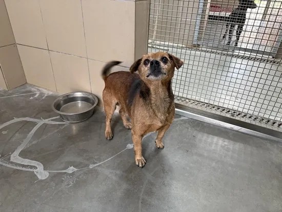 Pies do adopcji, Kraków, 5 kwietnia 2025