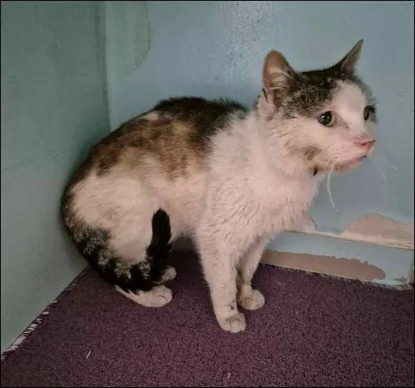 Znaleziono kota, Grudziądz, 19 kwietnia 2025