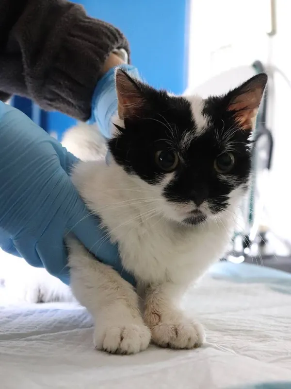 Znaleziono kota, Łódź, 19 kwietnia 2025 (1/2)