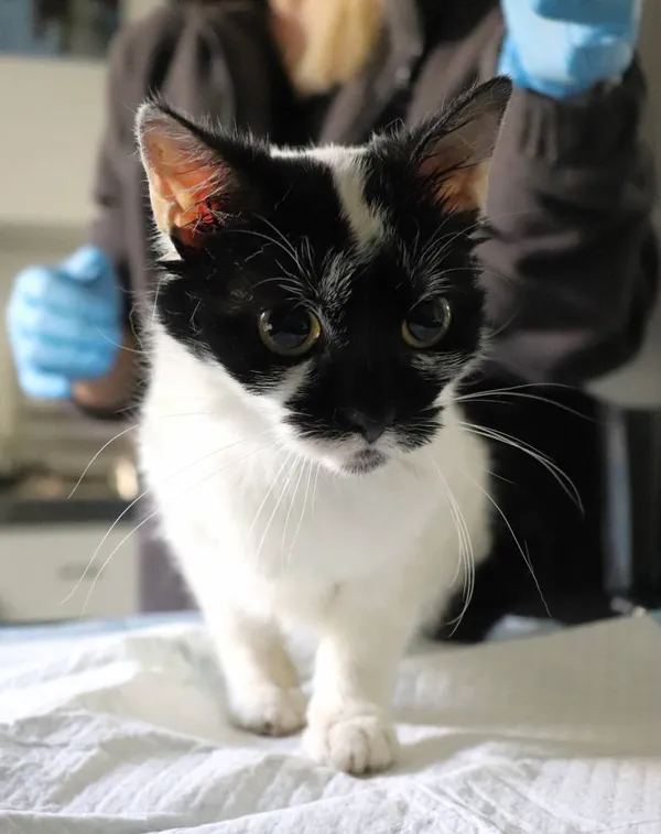 Znaleziono kota, Łódź, 19 kwietnia 2025 (2/2)