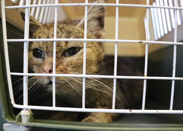 Znaleziono kota, Łódź, 20 kwietnia 2025 (1/3)