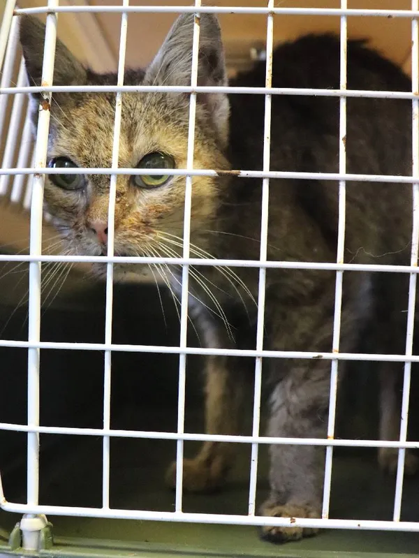 Znaleziono kota, Łódź, 20 kwietnia 2025 (3/3)