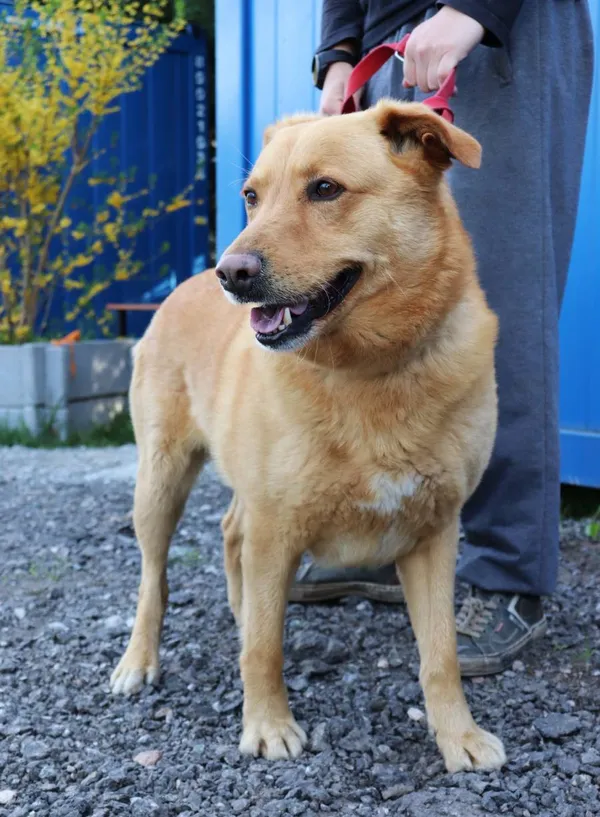 Znaleziono psa, Łódź, 21 kwietnia 2025 (2/2)