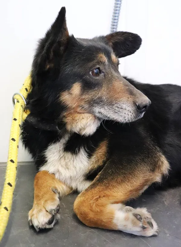 Znaleziono psa, Łódź, 20 kwietnia 2025 (1/5)