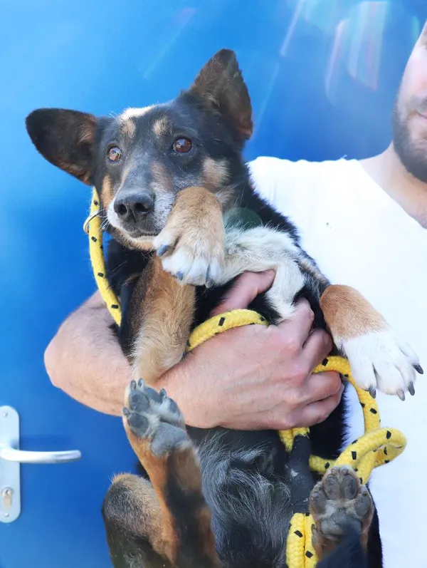 Znaleziono psa, Łódź, 20 kwietnia 2025 (3/5)