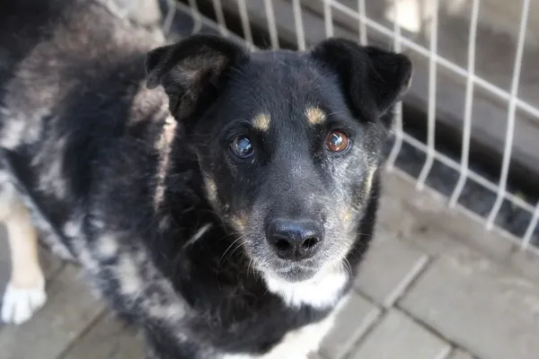 Oddam psa, Nowakowo, 21 kwietnia 2025 (1/2)